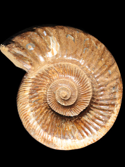 Big Ammonite fossil 190*163*66mm 2200g