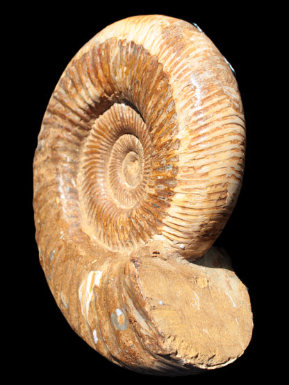 Big Ammonite fossil 190*163*66mm 2200g