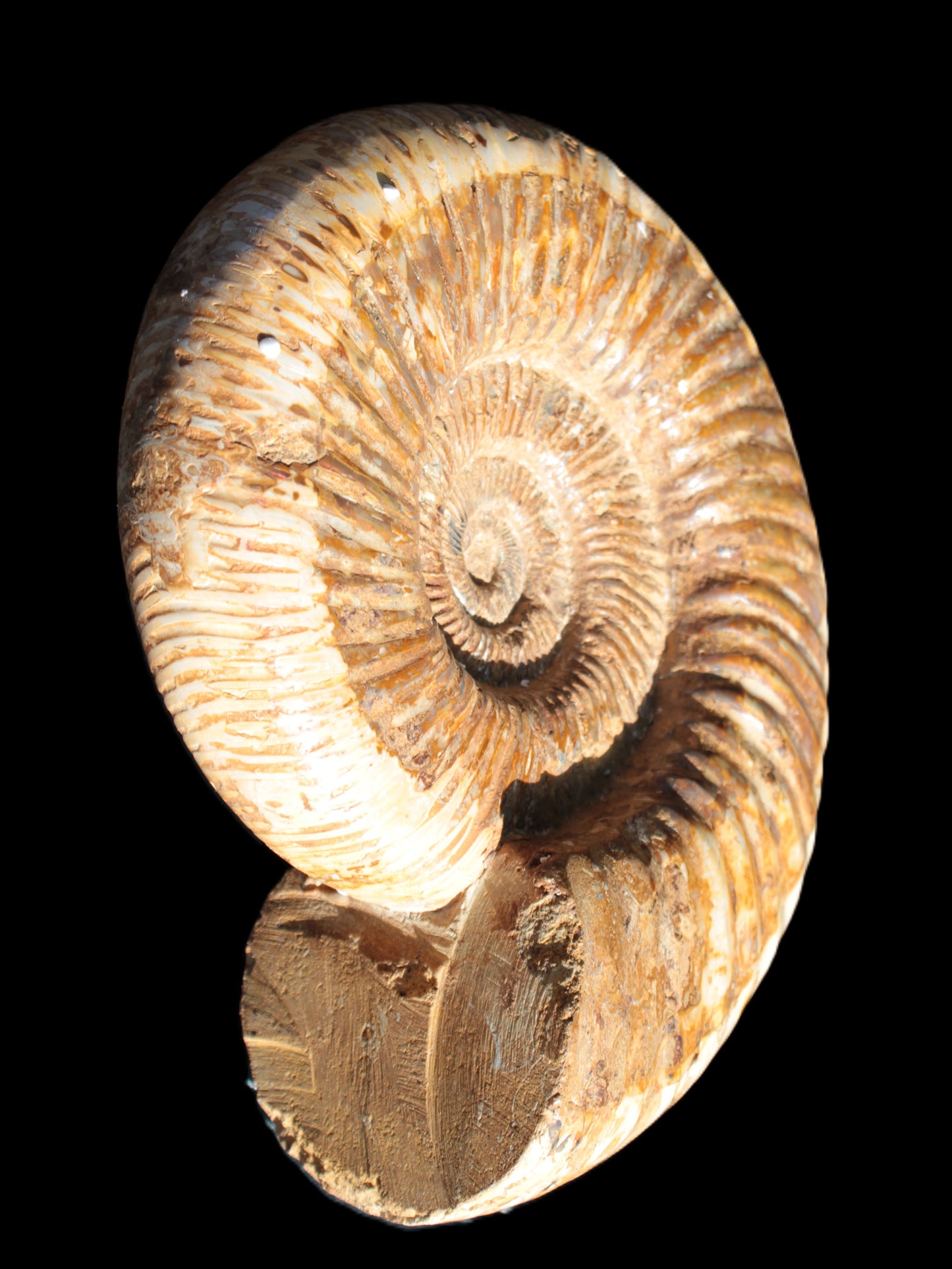 Big Ammonite fossil 190*163*66mm 2200g