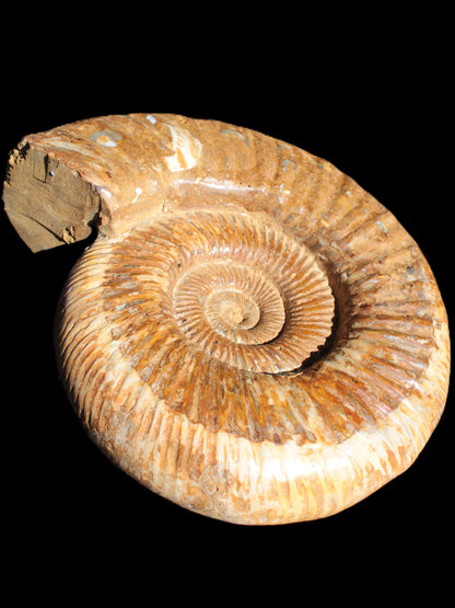 Big Ammonite fossil 190*163*66mm 2200g