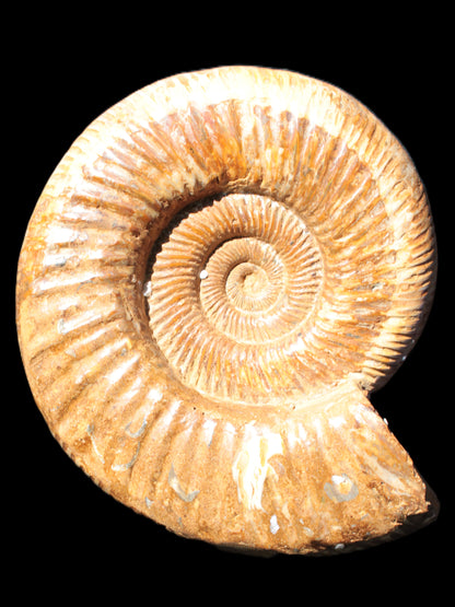 Big Ammonite fossil 190*163*66mm 2200g