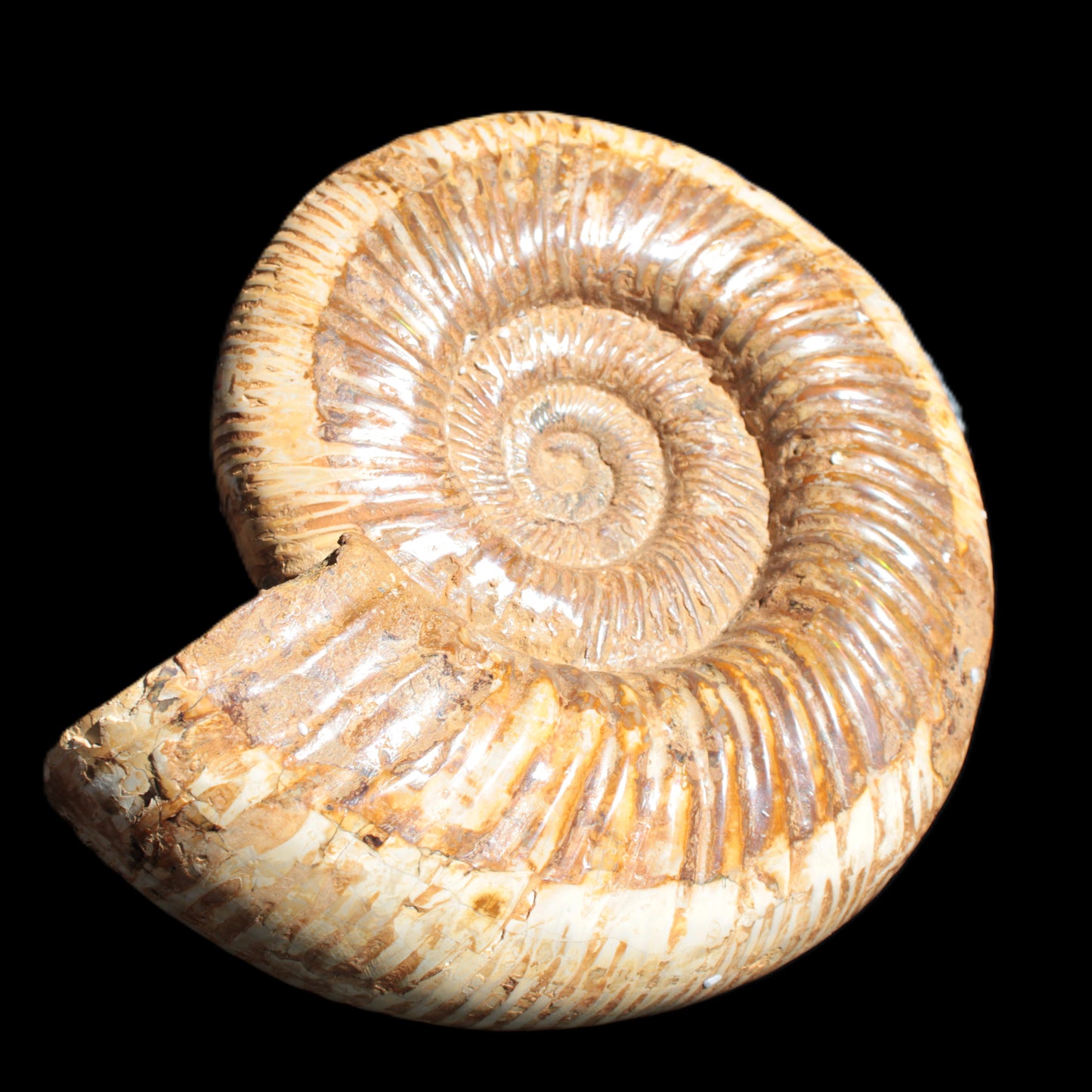 Big Ammonite fossil 190*163*66mm 2200g