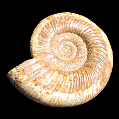 Big Ammonite fossil 190*163*66mm 2200g