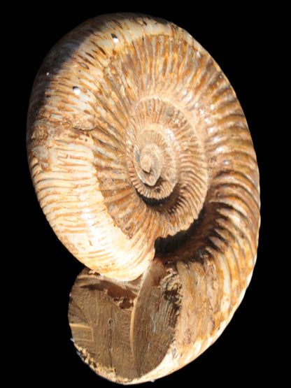 Big Ammonite fossil 190*163*66mm 2200g