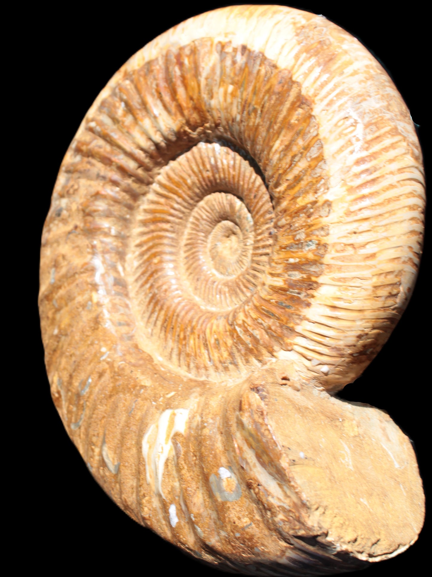 Big Ammonite fossil 190*163*66mm 2200g