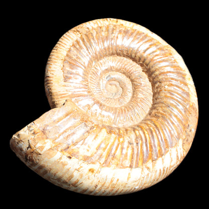 Big Ammonite fossil 190*163*66mm 2200g