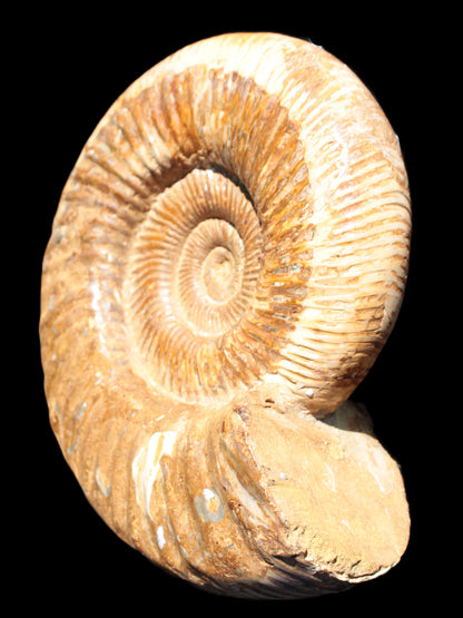 Big Ammonite fossil 190*163*66mm 2200g