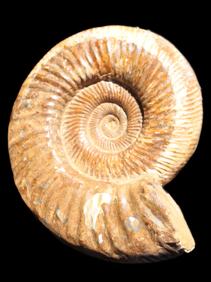 Big Ammonite fossil 190*163*66mm 2200g