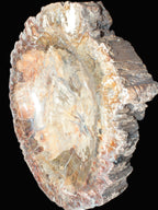 Big Petrified Wood hand-carved bowl 315*225*60mm 5560g in sunshine - Rocks and Things Store