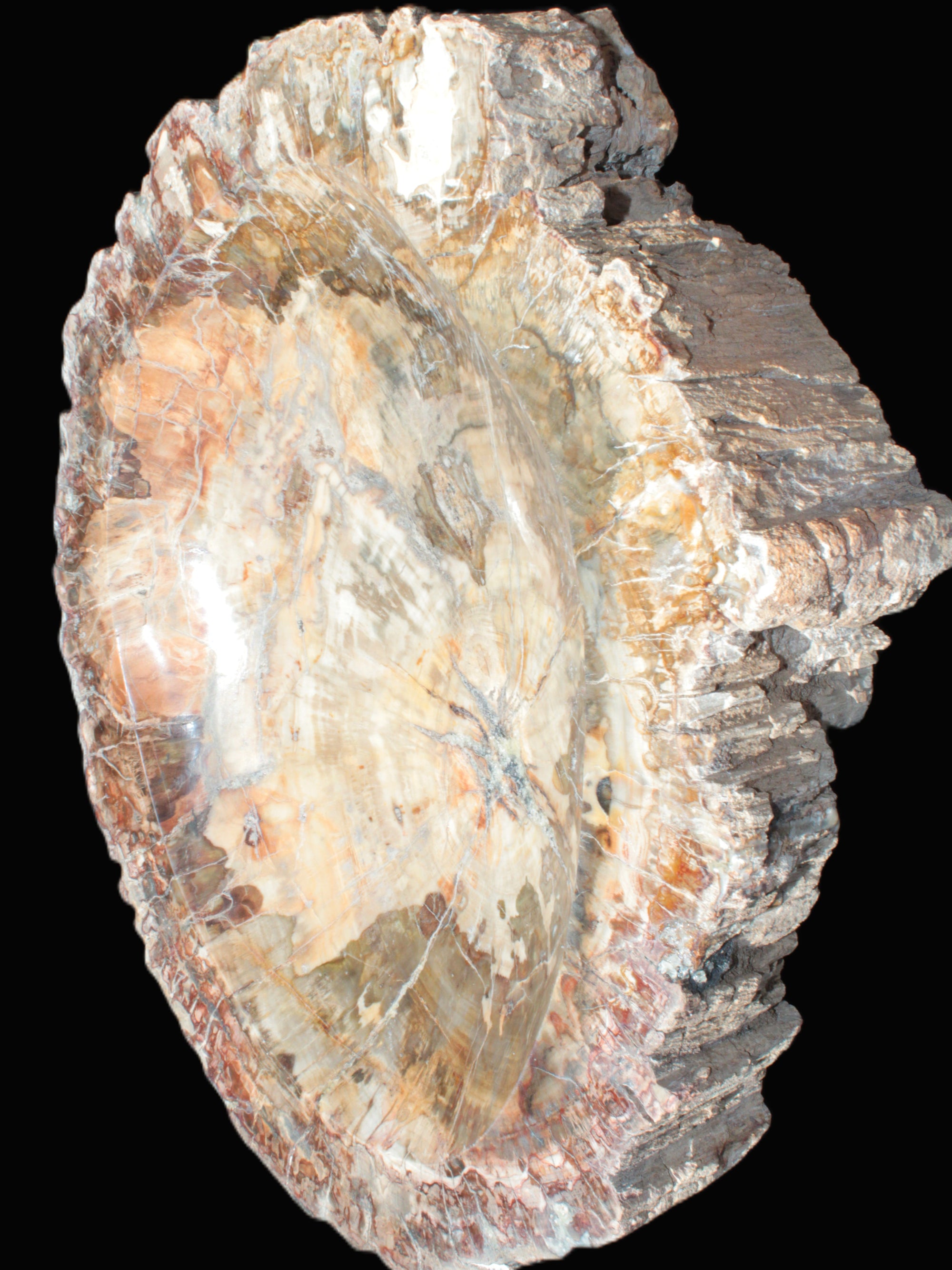 Big Petrified Wood hand-carved bowl 315*225*60mm 5560g in sunshine - Rocks and Things Store