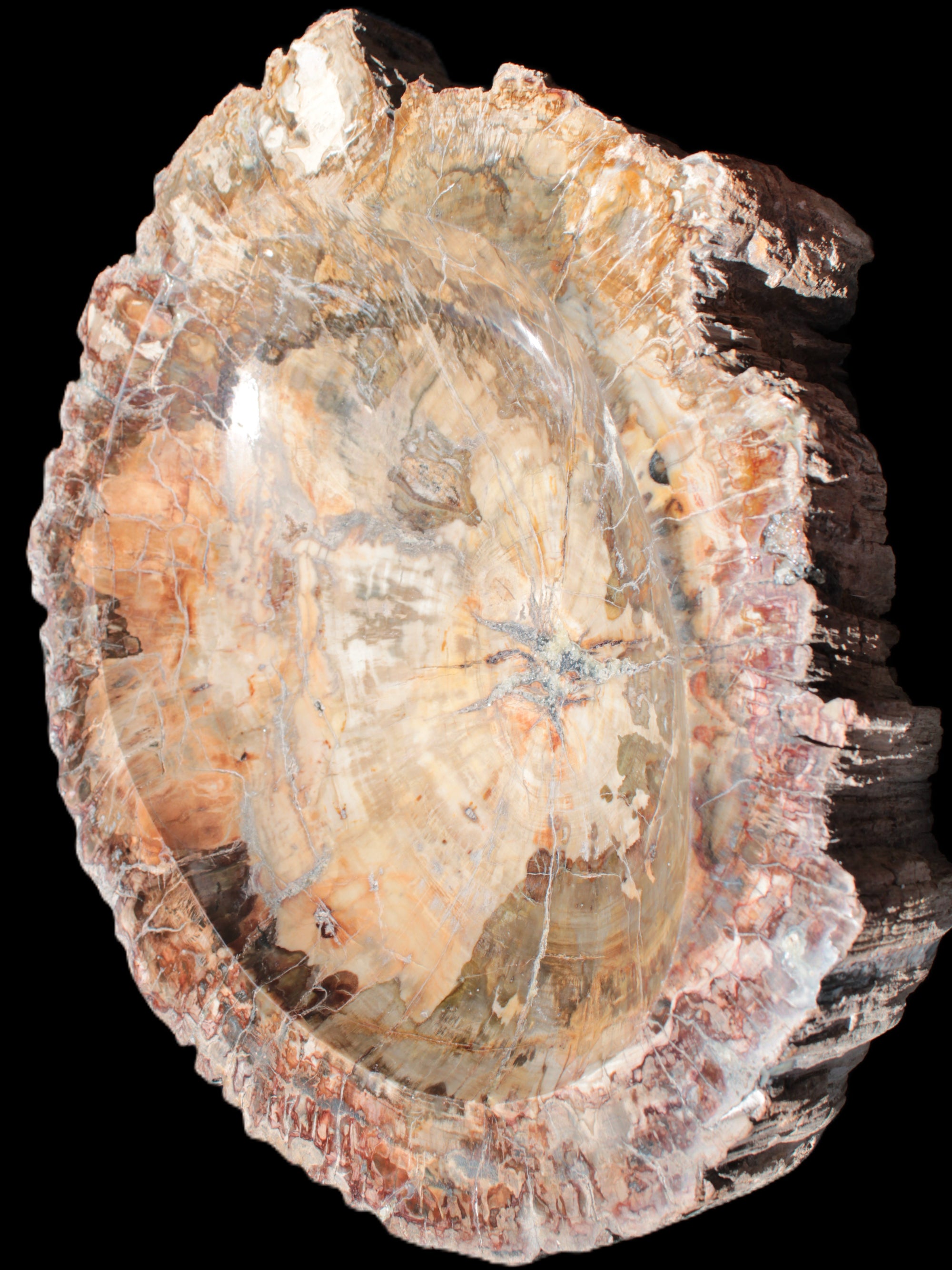 Big Petrified Wood hand-carved bowl 315*225*60mm 5560g in sunshine - Rocks and Things Store