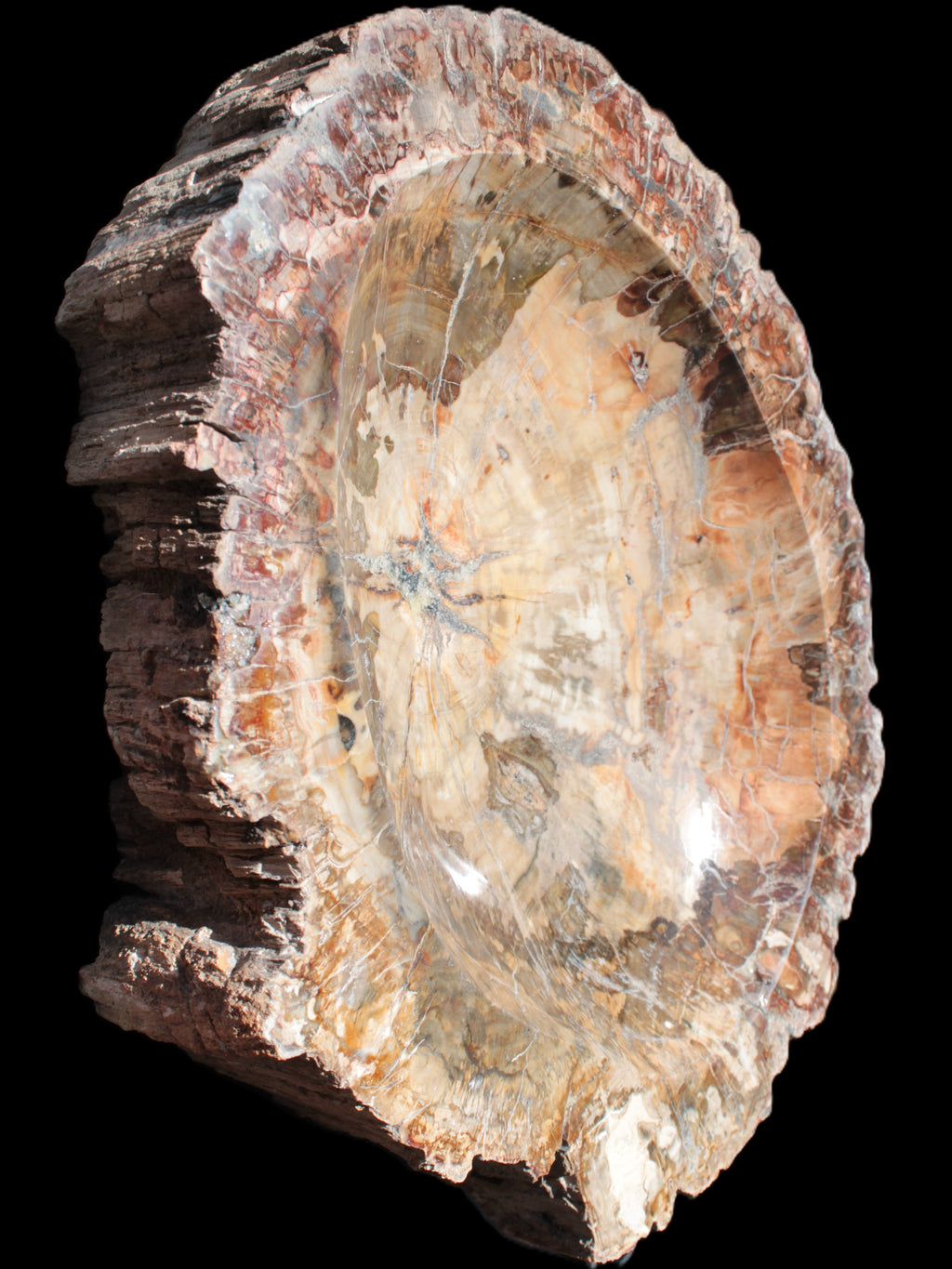 Big Petrified Wood hand-carved bowl 315*225*60mm 5560g in sunshine - Rocks and Things Store