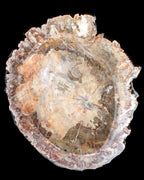 Big Petrified Wood hand-carved bowl 315*225*60mm 5560g in sunshine - Rocks and Things Store