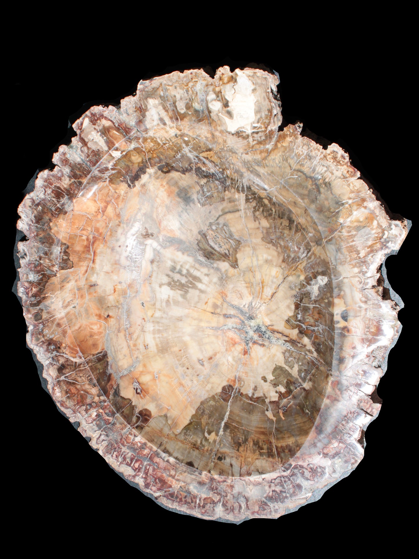 Big Petrified Wood hand-carved bowl 315*225*60mm 5560g