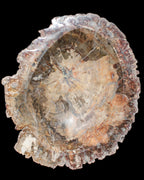 Big Petrified Wood hand-carved bowl 315*225*60mm 5560g in sunshine - Rocks and Things Store