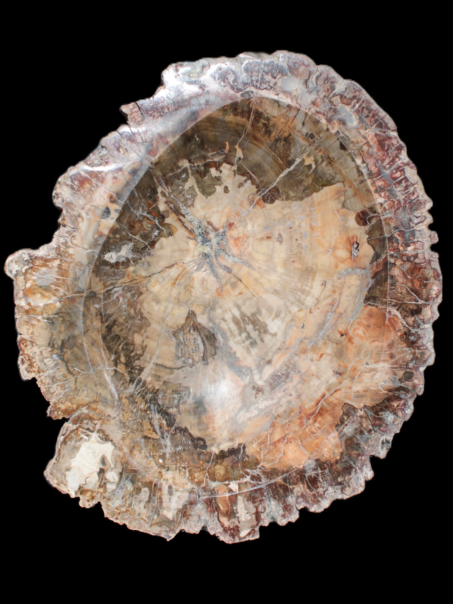 Big Petrified Wood hand-carved bowl 315*225*60mm 5560g