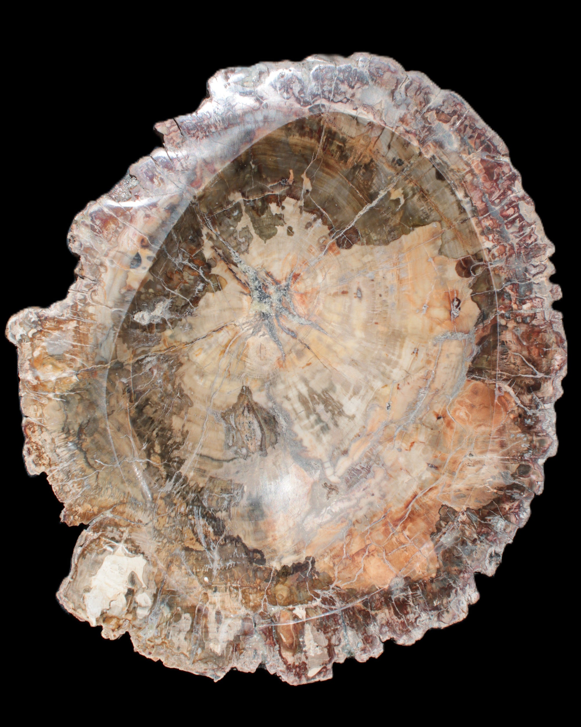 Big Petrified Wood hand-carved bowl 315*225*60mm 5560g in sunshine - Rocks and Things Store