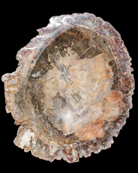 Big Petrified Wood hand-carved bowl 315*225*60mm 5560g in sunshine - Rocks and Things Store