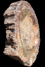 Big Petrified Wood hand-carved bowl 315*225*60mm 5560g in sunshine - Rocks and Things Store