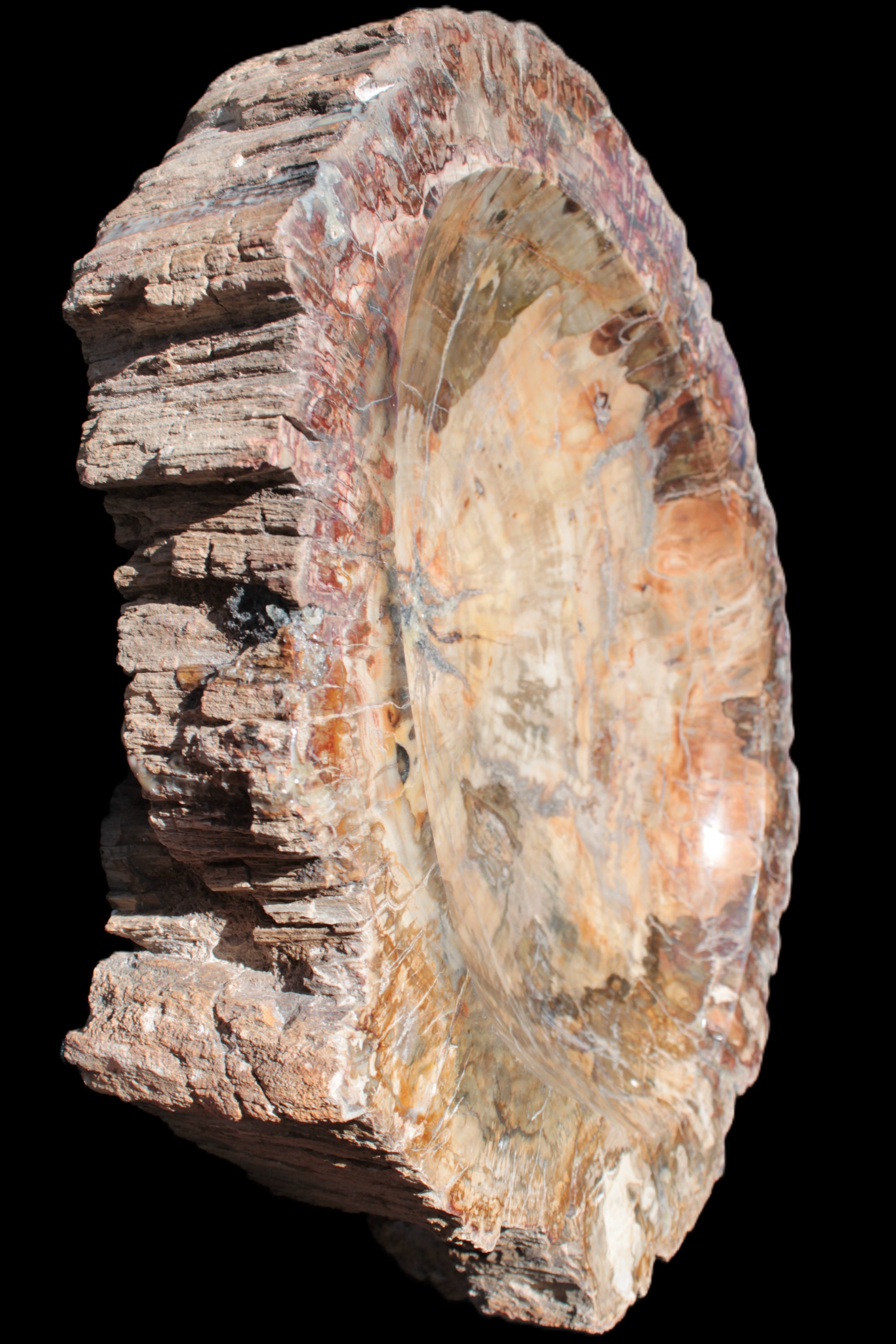 Big Petrified Wood hand-carved bowl 315*225*60mm 5560g in sunshine - Rocks and Things Store