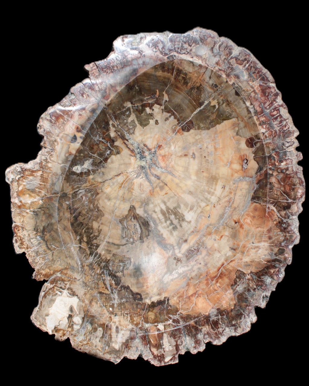 Big Petrified Wood hand-carved bowl 315*225*60mm 5560g in sunshine - Rocks and Things Store