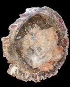 Big Petrified Wood hand-carved bowl 315*225*60mm 5560g in sunshine - Rocks and Things Store