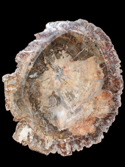 Big Petrified Wood hand-carved bowl 315*225*60mm 5560g