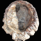 Big Petrified Wood hand-carved bowl 315*225*60mm 5560g in sunshine - Rocks and Things Store