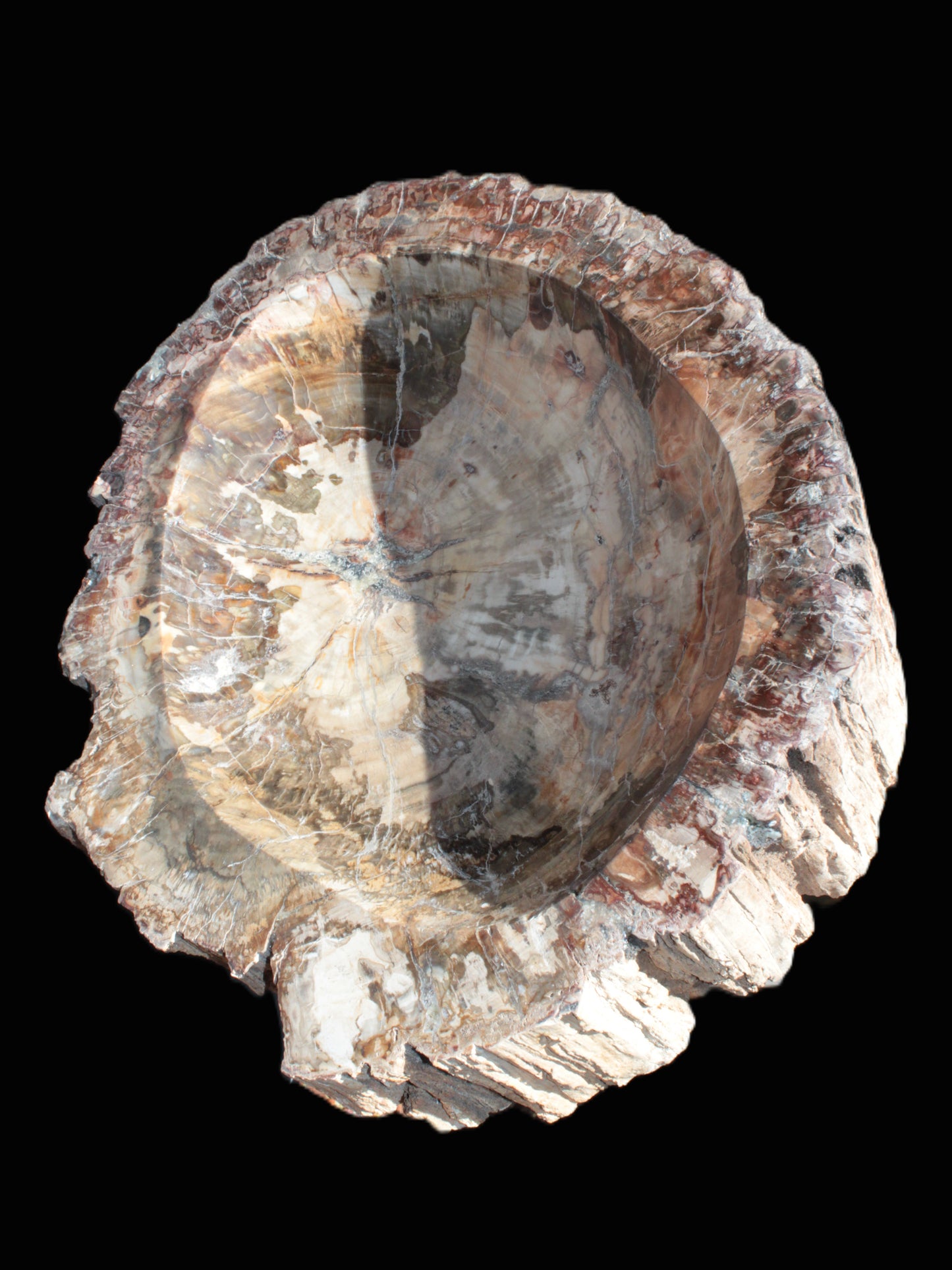 Big Petrified Wood hand-carved bowl 315*225*60mm 5560g