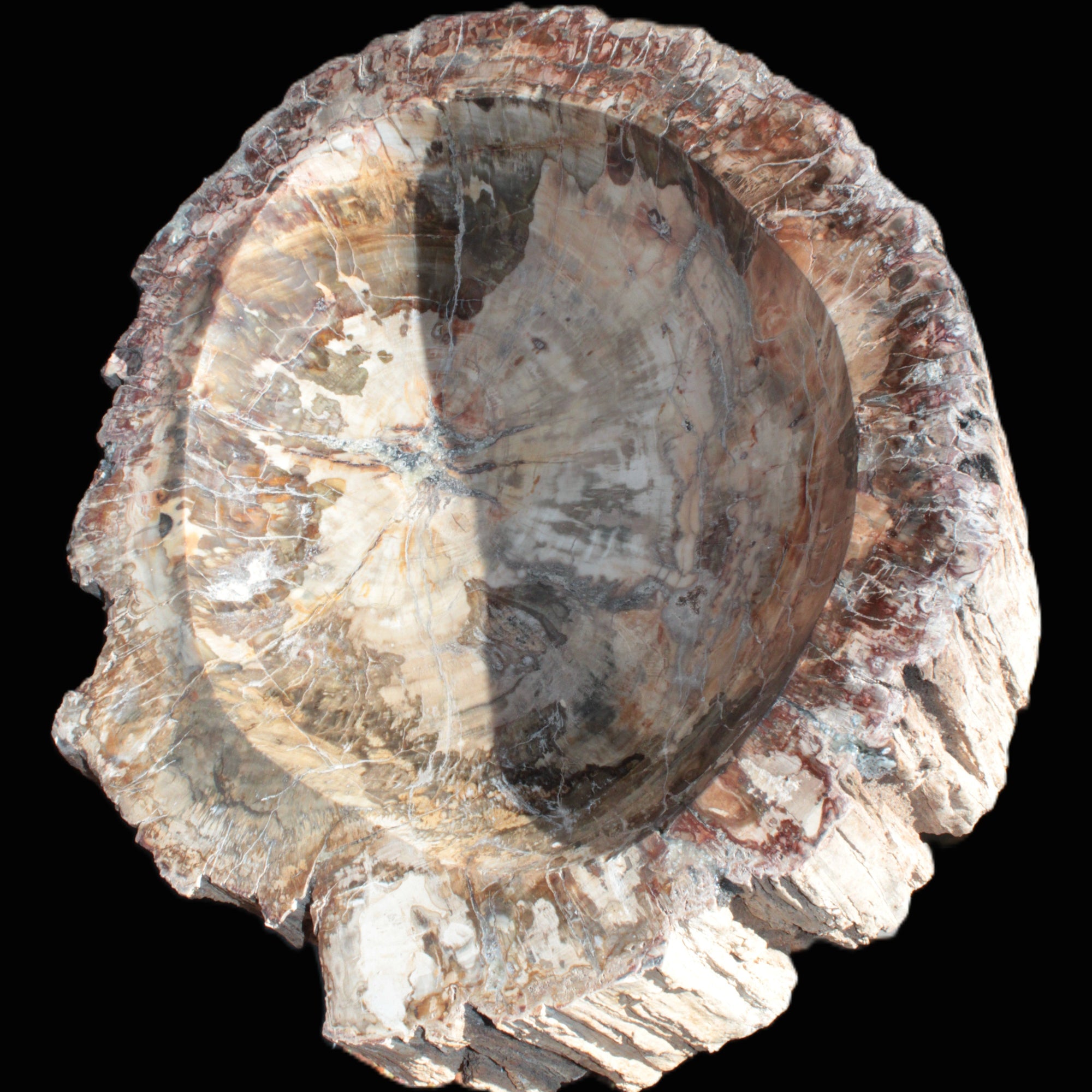 Big Petrified Wood hand-carved bowl 315*225*60mm 5560g in sunshine - Rocks and Things Store