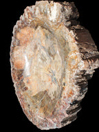 Big Petrified Wood hand-carved bowl 315*225*60mm 5560g in sunshine - Rocks and Things Store