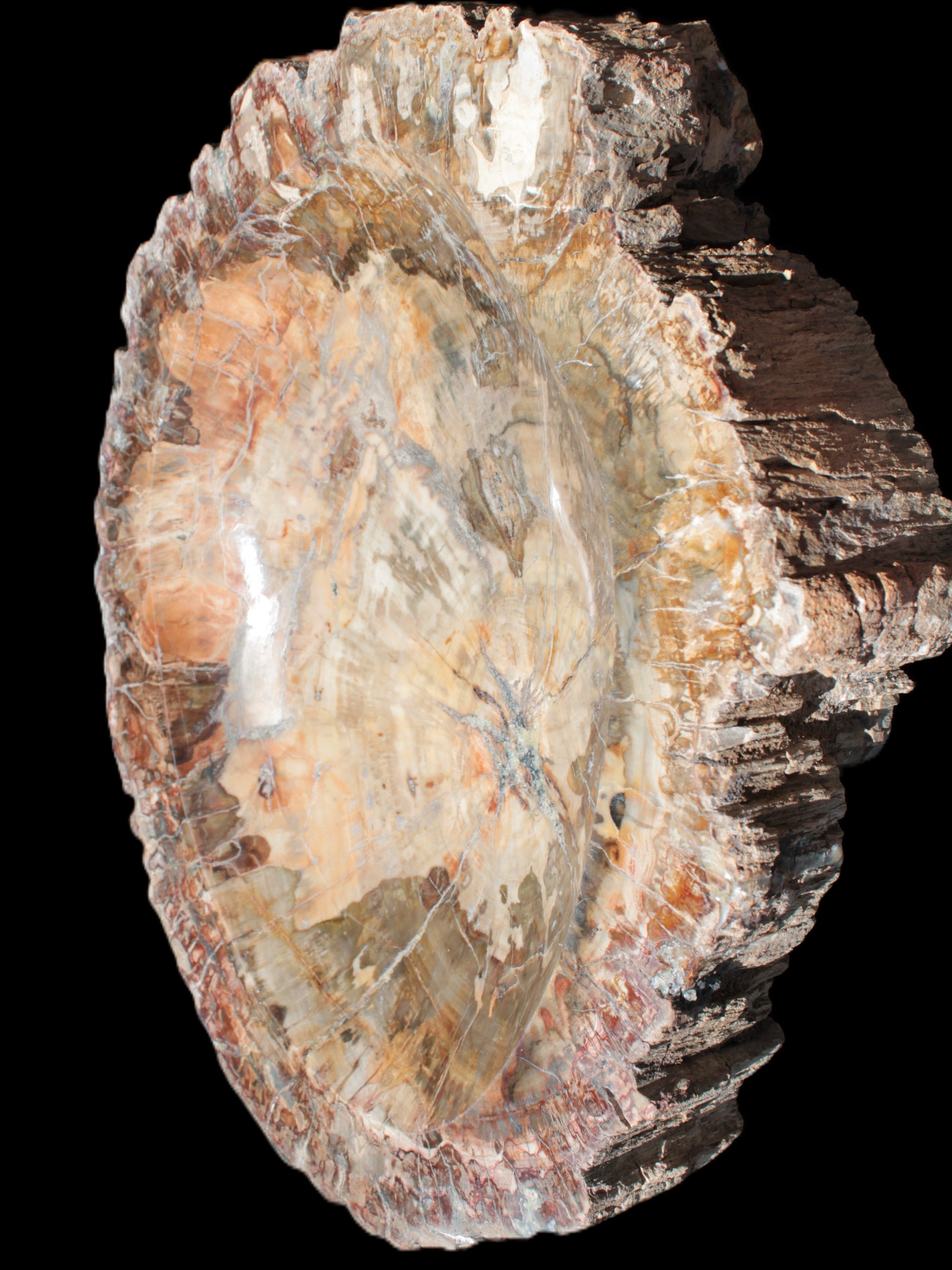 Big Petrified Wood hand-carved bowl 315*225*60mm 5560g in sunshine - Rocks and Things Store