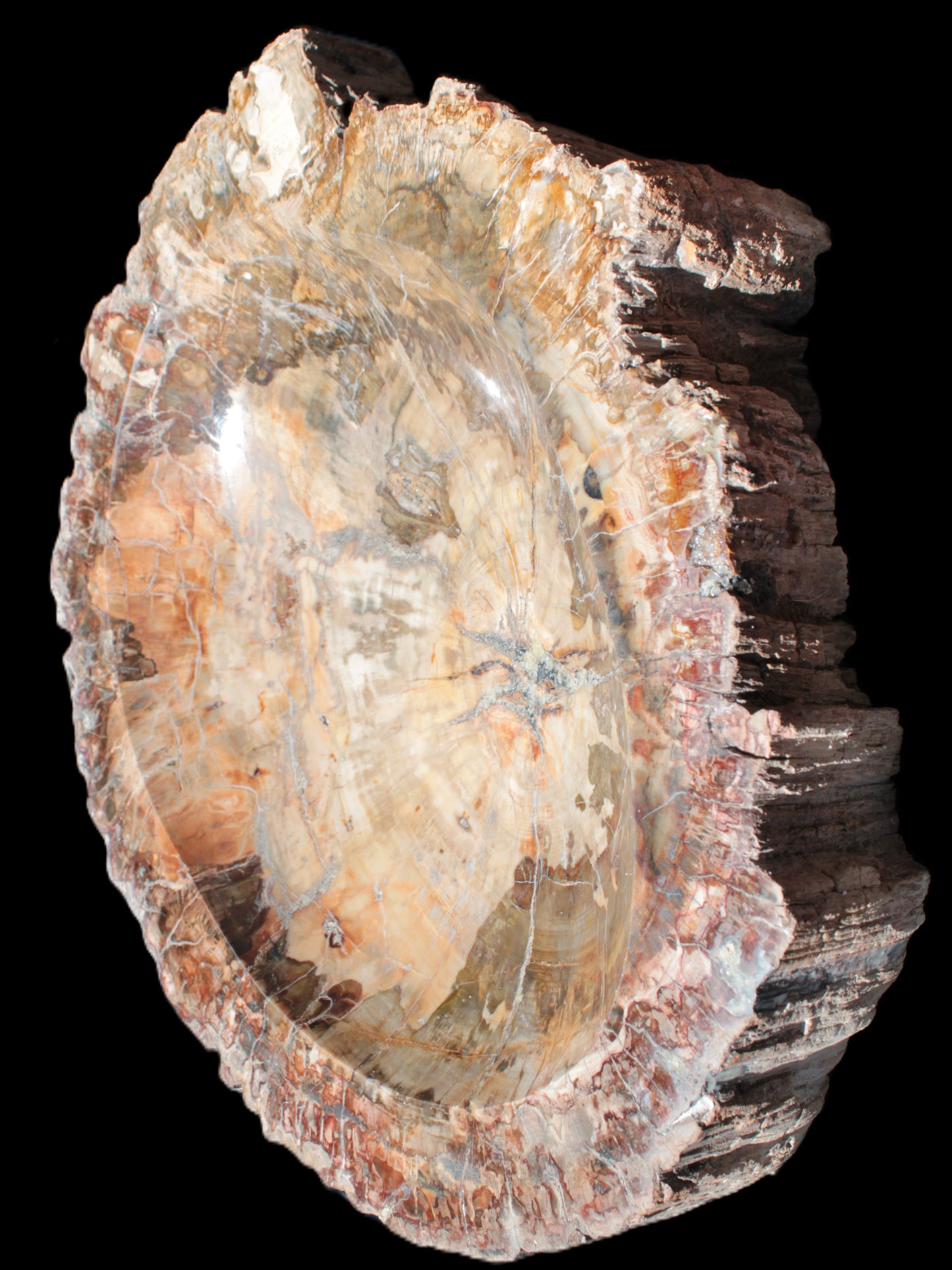 Big Petrified Wood hand-carved bowl 315*225*60mm 5560g