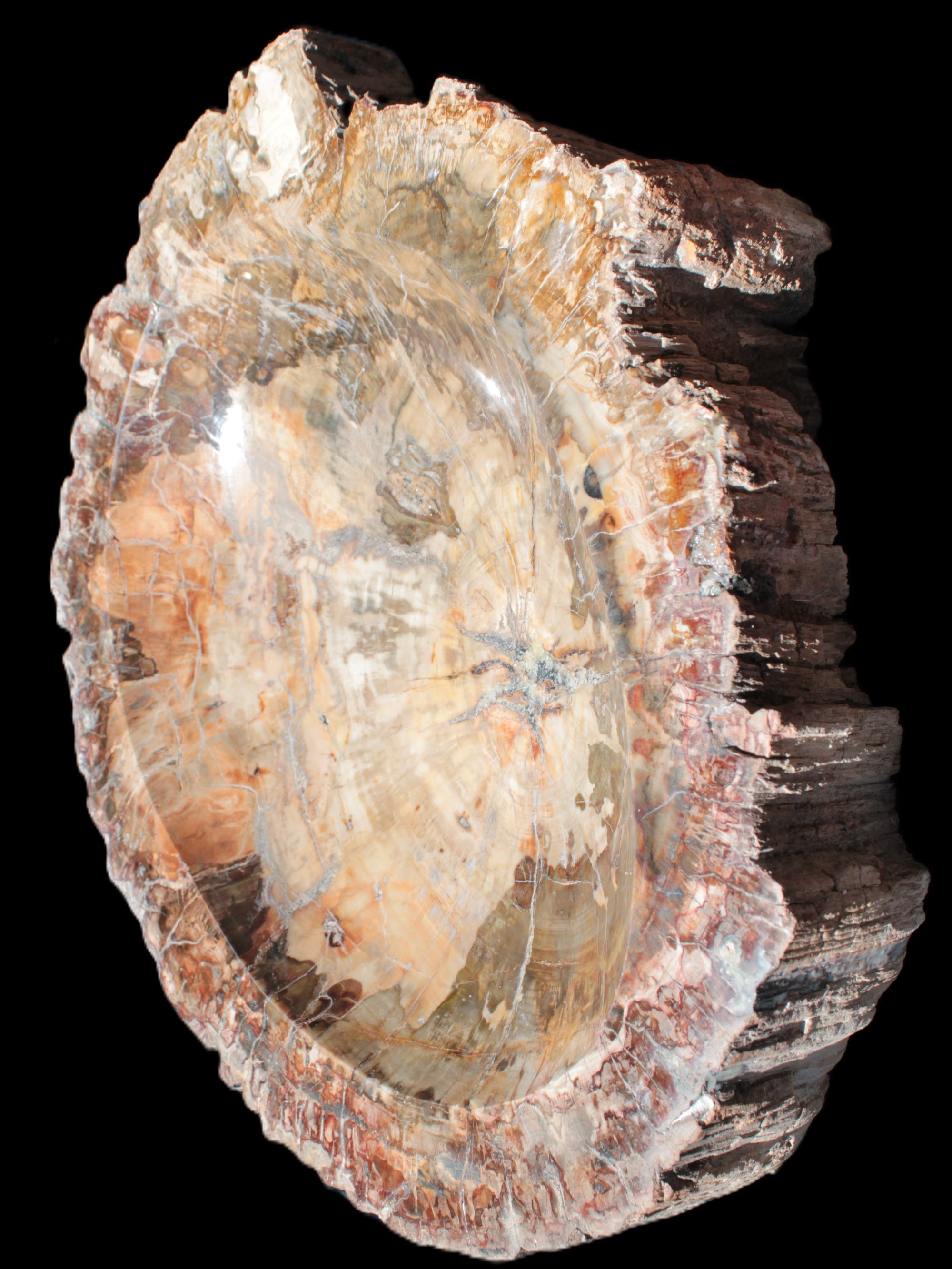 Big Petrified Wood hand-carved bowl 315*225*60mm 5560g in sunshine - Rocks and Things Store