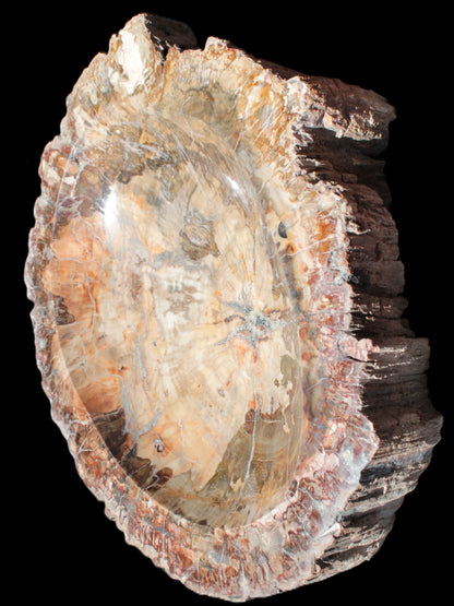 Big Petrified Wood hand-carved bowl 315*225*60mm 5560g