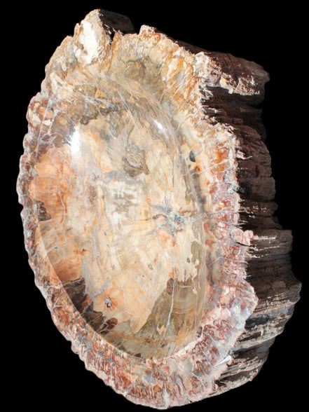 Big Petrified Wood hand-carved bowl 315*225*60mm 5560g in sunshine - Rocks and Things Store