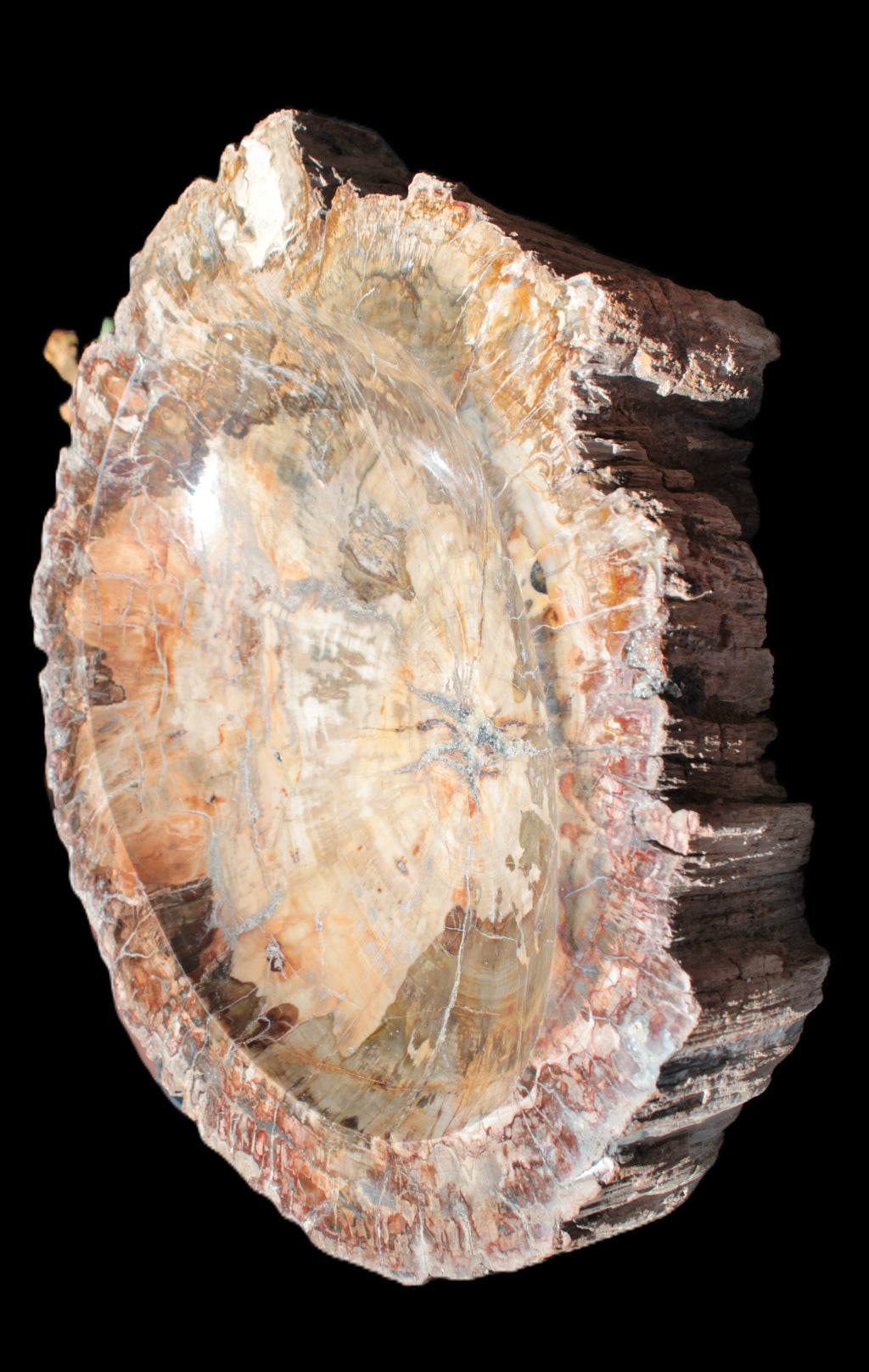 Big Petrified Wood hand-carved bowl 315*225*60mm 5560g in sunshine - Rocks and Things Store