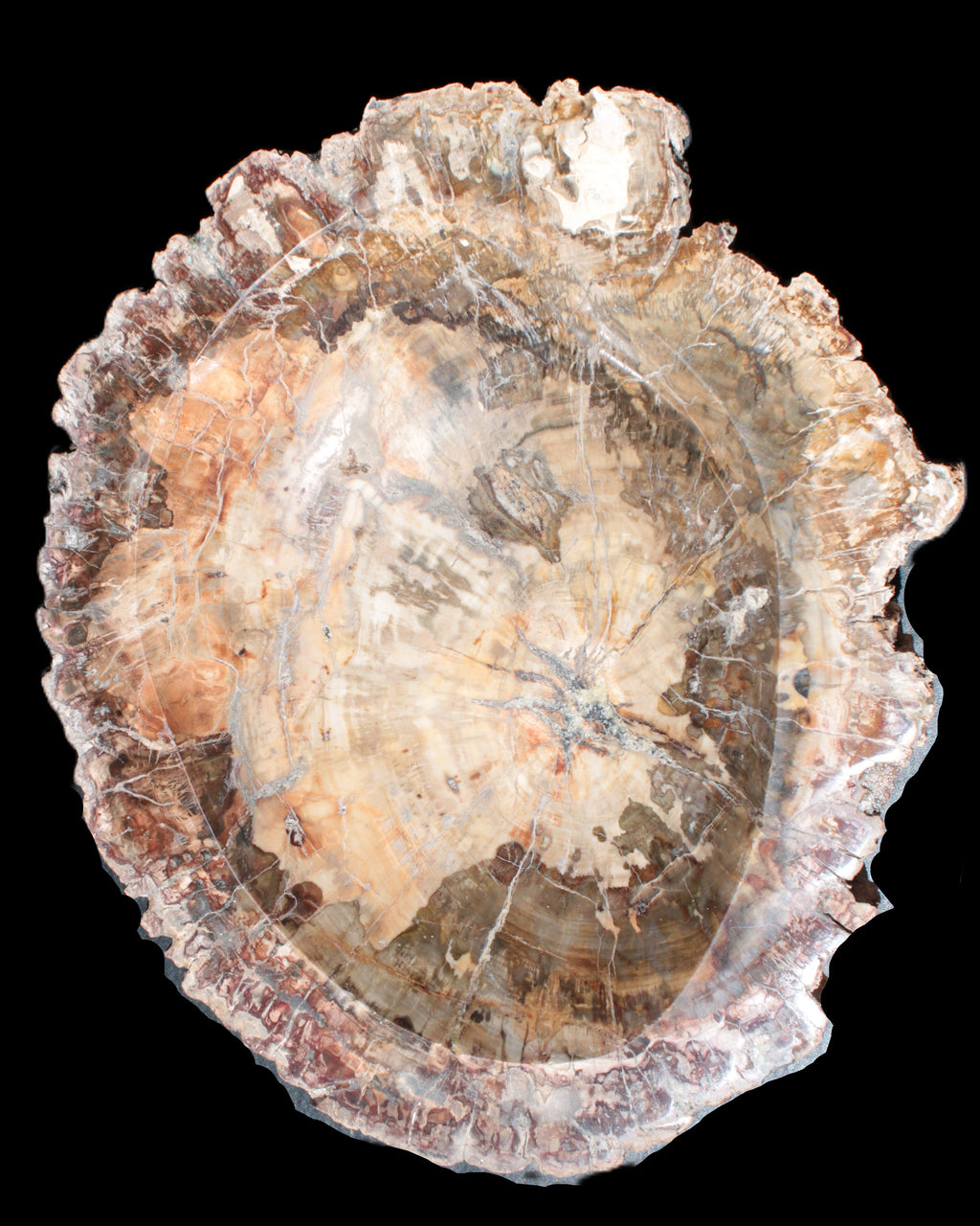 Big Petrified Wood hand-carved bowl 315*225*60mm 5560g in sunshine - Rocks and Things Store