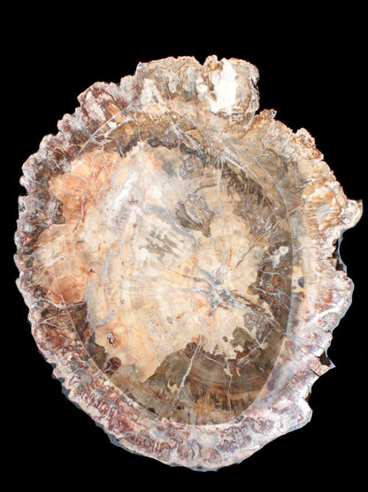 Big Petrified Wood hand-carved bowl 315*225*60mm 5560g