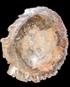 Big Petrified Wood hand-carved bowl 315*225*60mm 5560g in sunshine - Rocks and Things Store