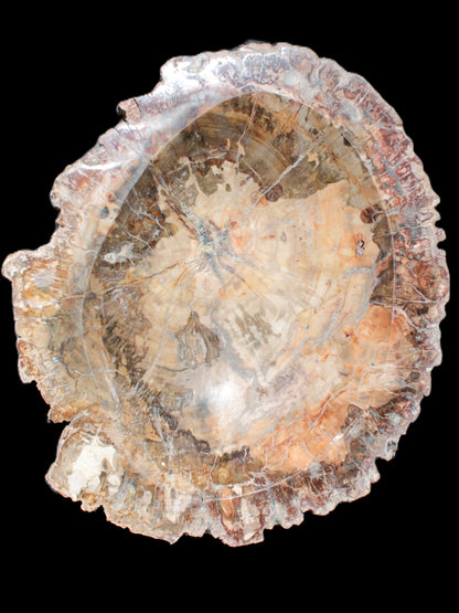 Big Petrified Wood hand-carved bowl 315*225*60mm 5560g