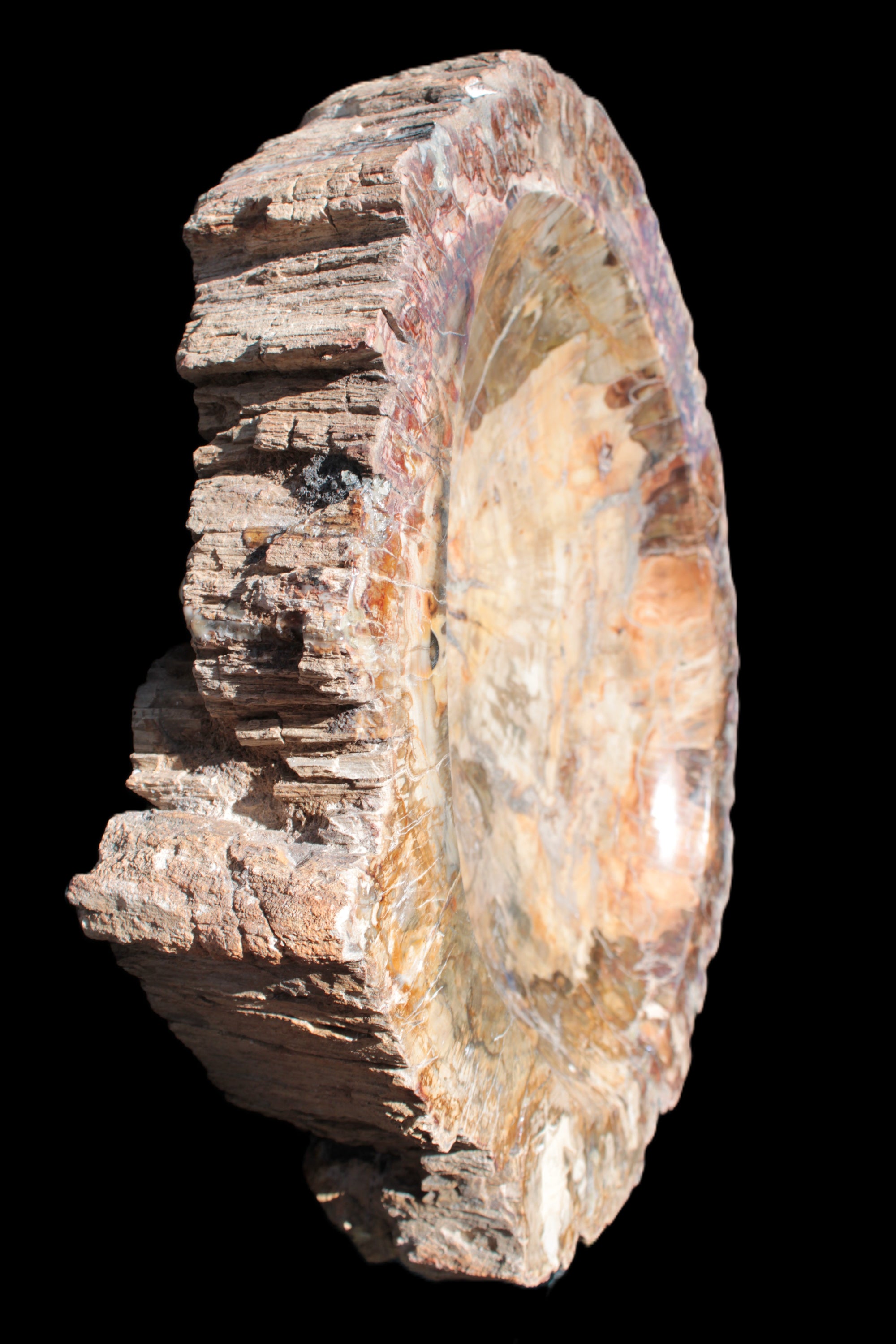 Big Petrified Wood hand-carved bowl 315*225*60mm 5560g in sunshine - Rocks and Things Store