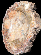 Big Petrified Wood hand-carved bowl 315*225*60mm 5560g in sunshine - Rocks and Things Store