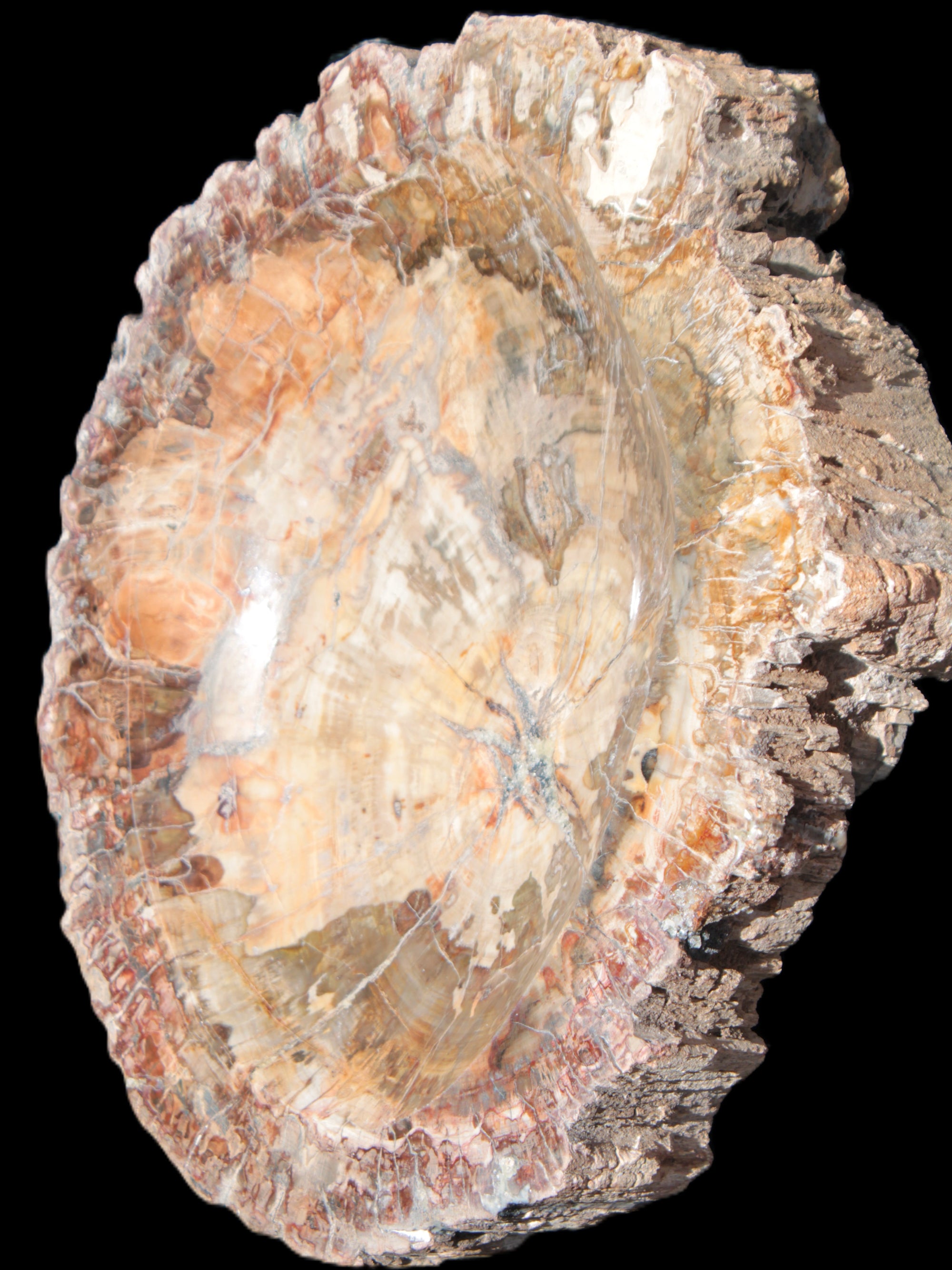 Big Petrified Wood hand-carved bowl 315*225*60mm 5560g in sunshine - Rocks and Things Store