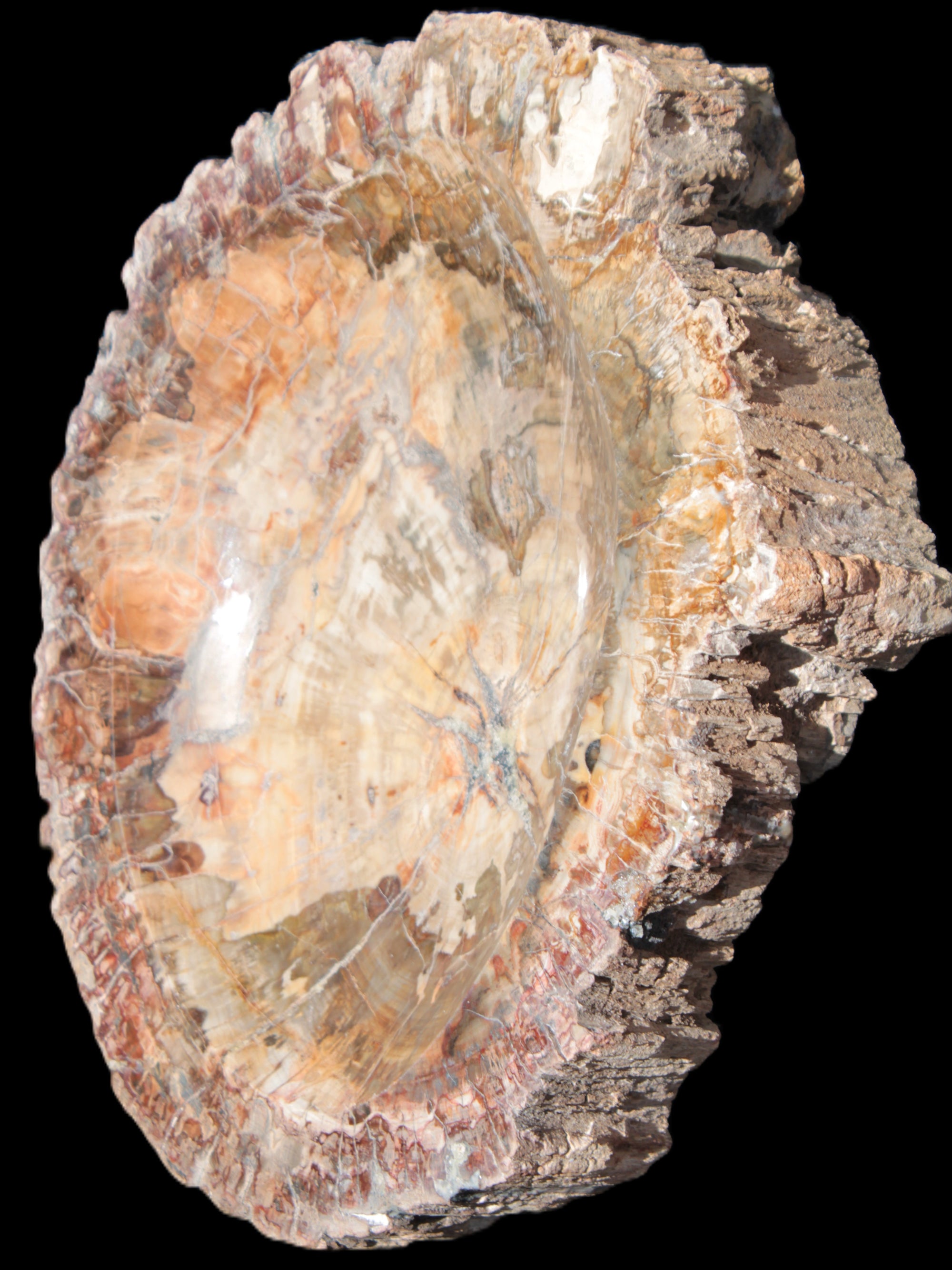 Big Petrified Wood hand-carved bowl 315*225*60mm 5560g in sunshine - Rocks and Things Store