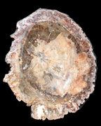 Big Petrified Wood hand-carved bowl 315*225*60mm 5560g in sunshine - Rocks and Things Store