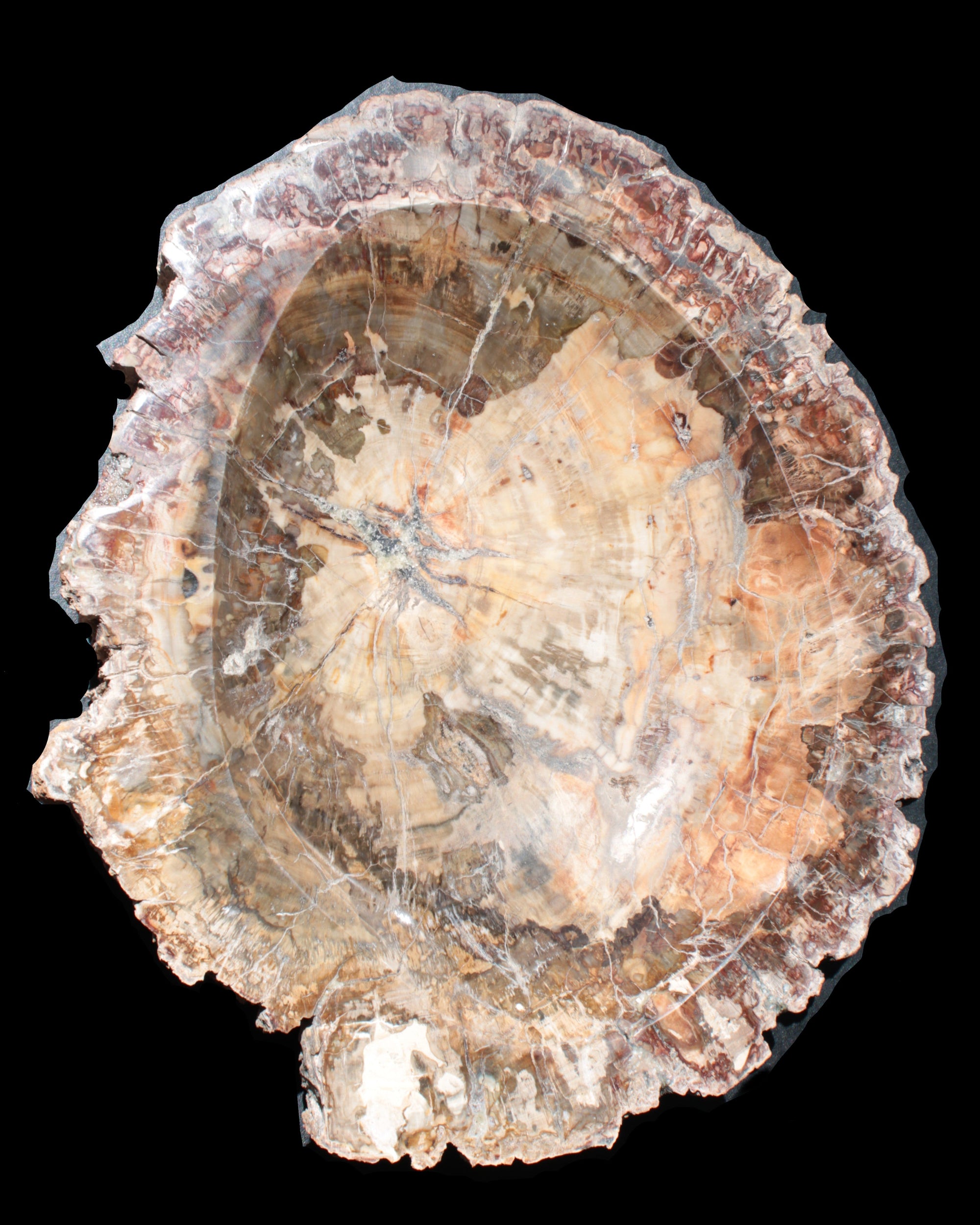 Big Petrified Wood hand-carved bowl 315*225*60mm 5560g in sunshine - Rocks and Things Store