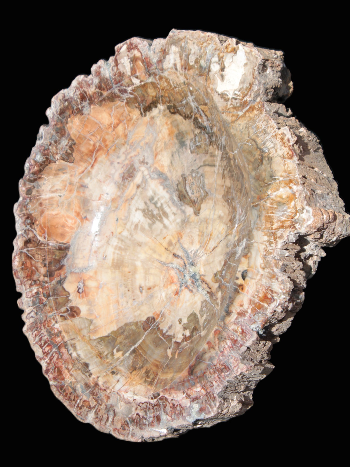 Big Petrified Wood hand-carved bowl 315*225*60mm 5560g