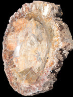 Big Petrified Wood hand-carved bowl 315*225*60mm 5560g in sunshine - Rocks and Things Store