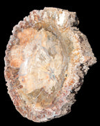 Big Petrified Wood hand-carved bowl 315*225*60mm 5560g in sunshine - Rocks and Things Store